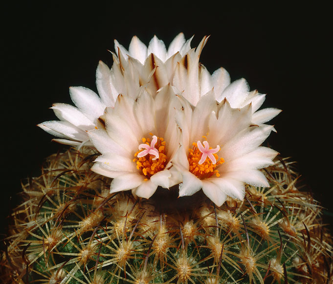 Tutbinicarpus ysabelae cactus cacti Turbinicarpus