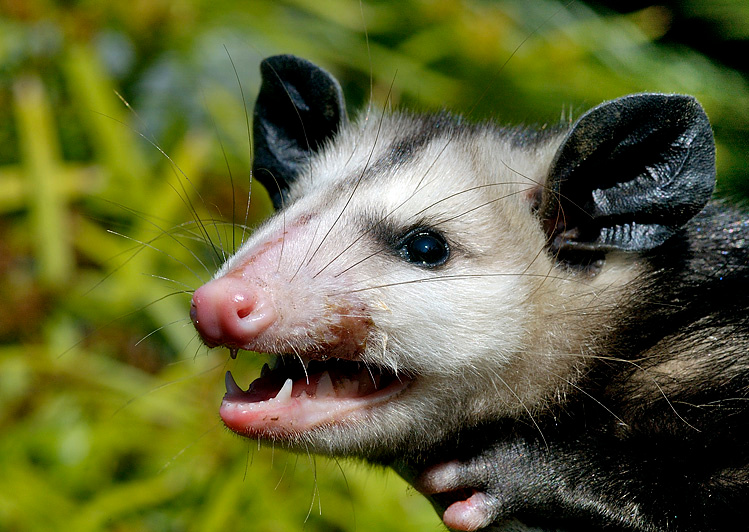 Усатый Северный опоссум, Didelphis marsupialis, Opossum, Los Angeles, California