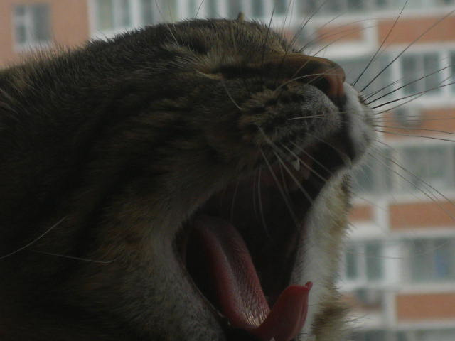 ..... кот