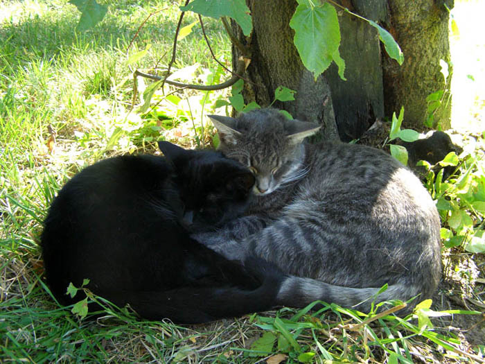 Спящие в месте) Кошки, коты, животные