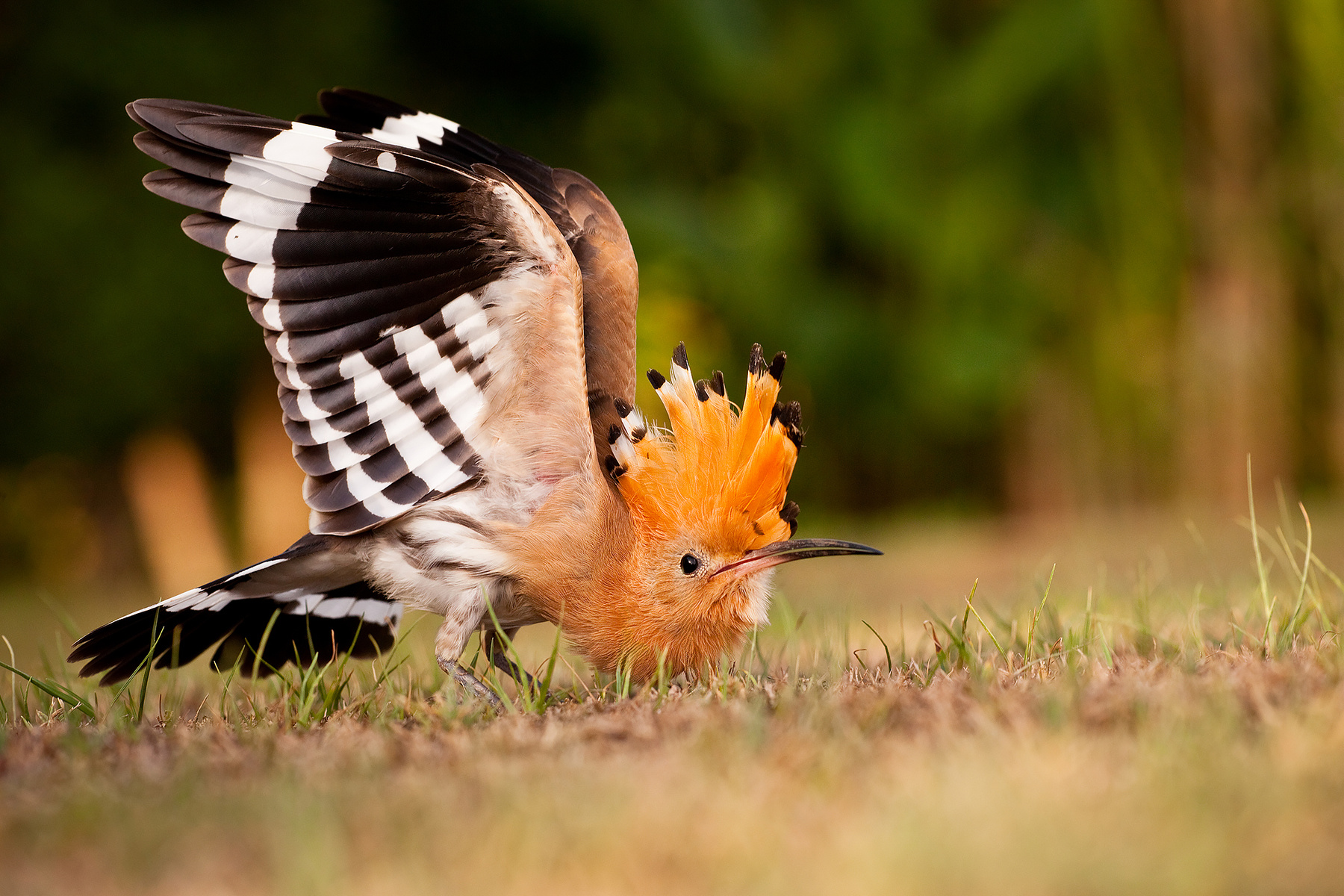 Hoopoe 