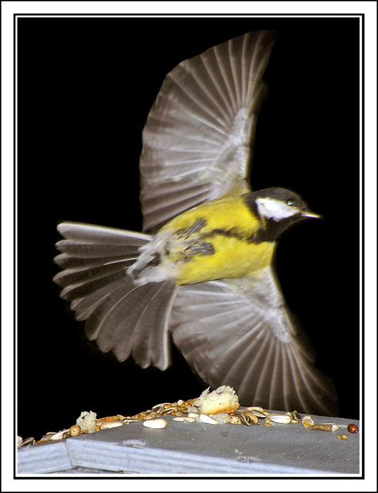 Пролётом. Parus Major Большая синица