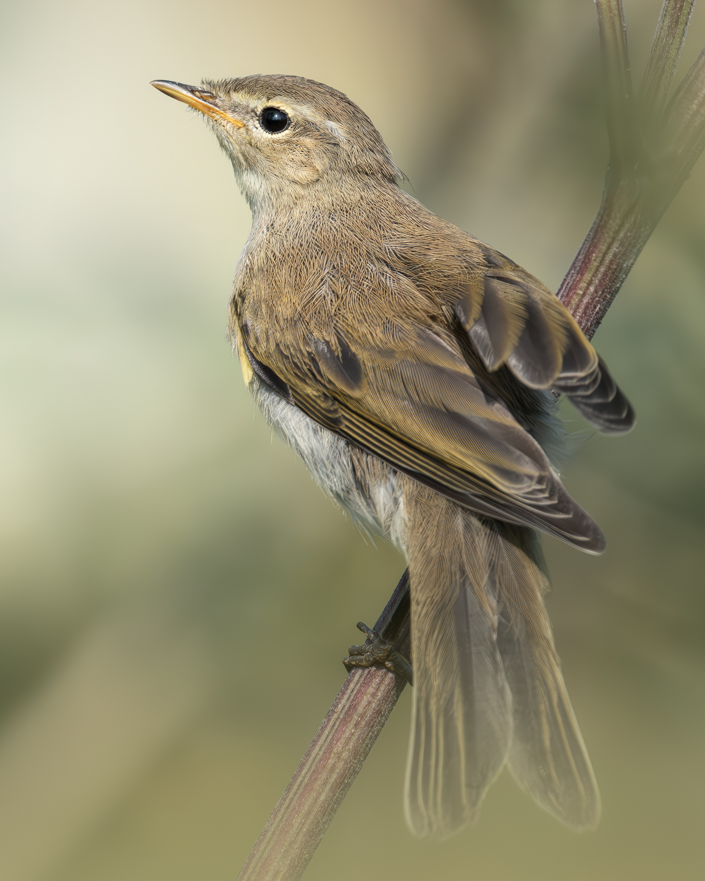 Пеночка-теньковка (Phylloscopus collybita) 