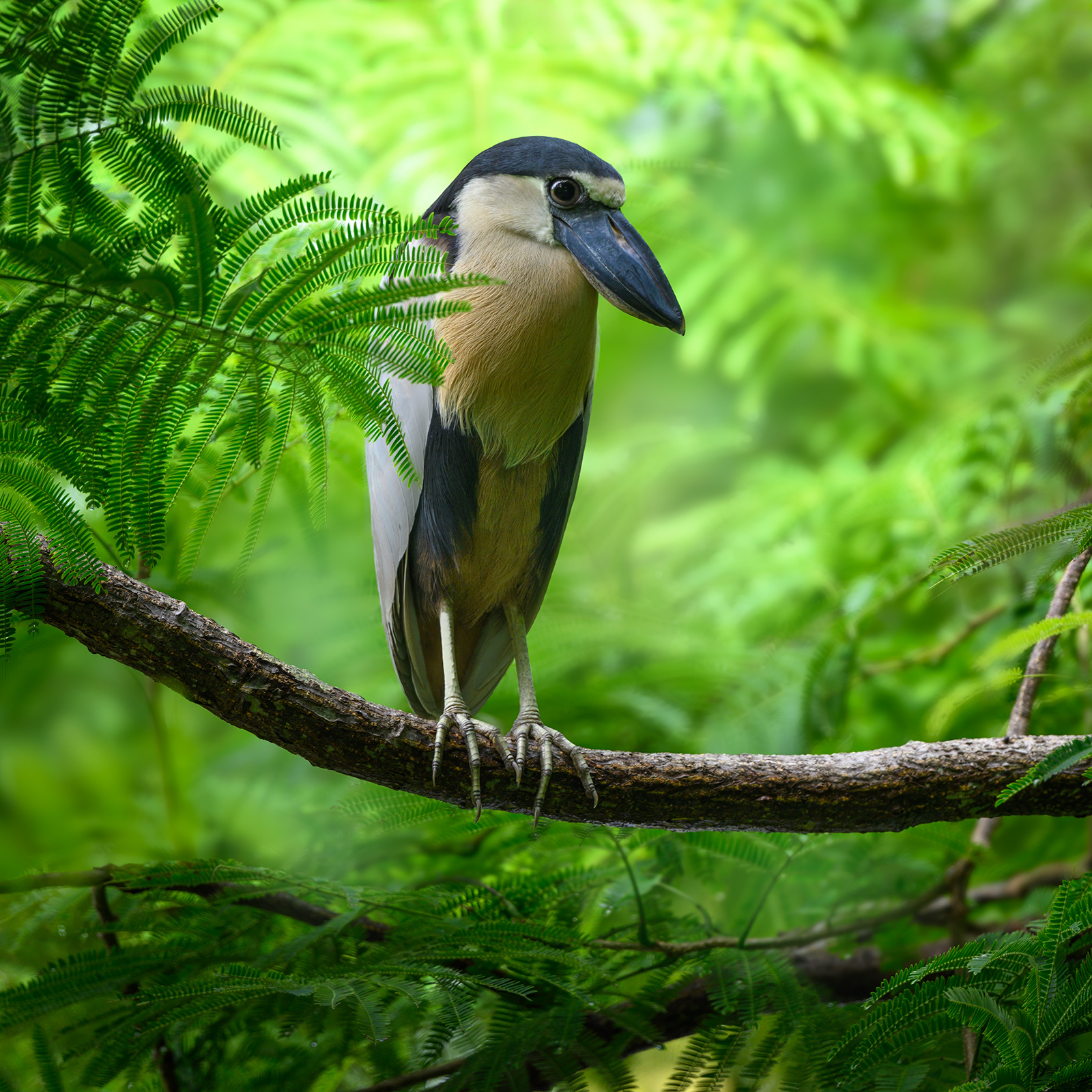 Boat-billed heron 