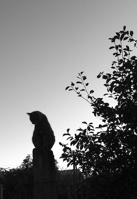 вечерняя кошкофотка 