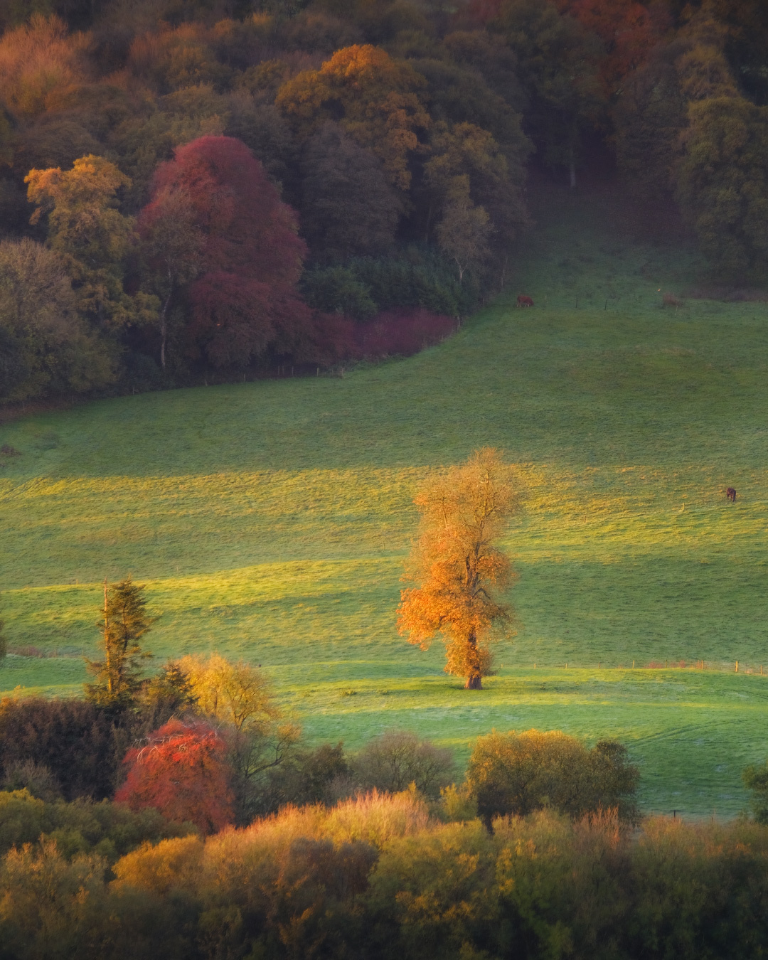 ...autumn loneliness... ireland nature outdoors scenic season autumn tree rural countryside lonely fields meadows loughcrew oldcaste golden indian summer shades shadows tones picturesque europe awesome destination