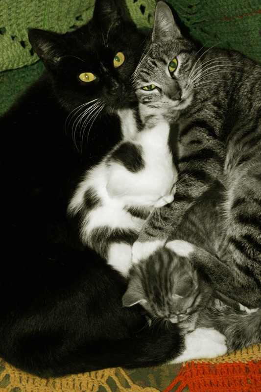 коты кошки