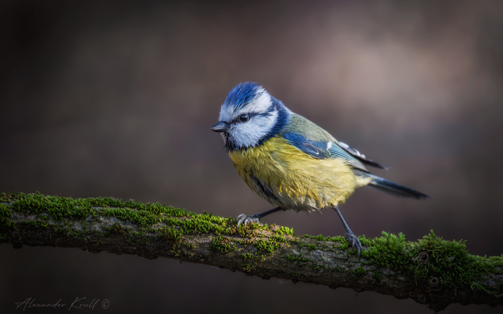 Мокрая синица лазоревка обыкновенная cyanistes caeruleus