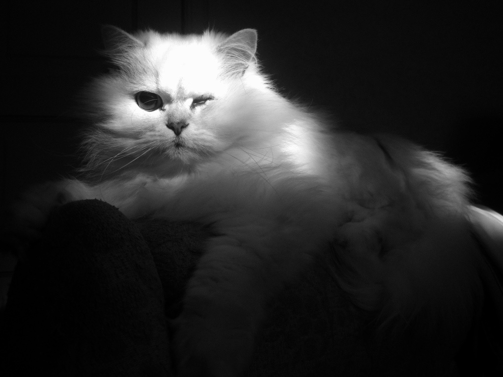 царь зверей кот