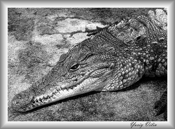 Тинэйджер ;) croc