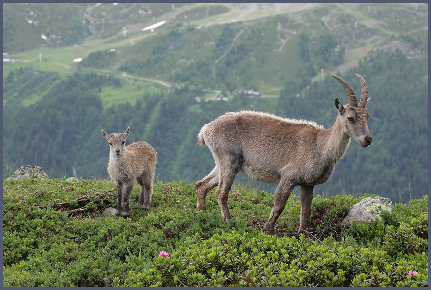 Мама, ну куда же ты? Давай еще раз сфотографируемся... козлы bouquetins Альпы
