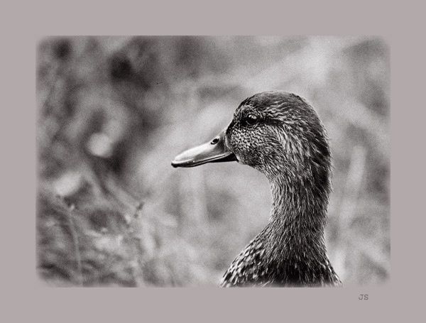 feel / as a duck 2 