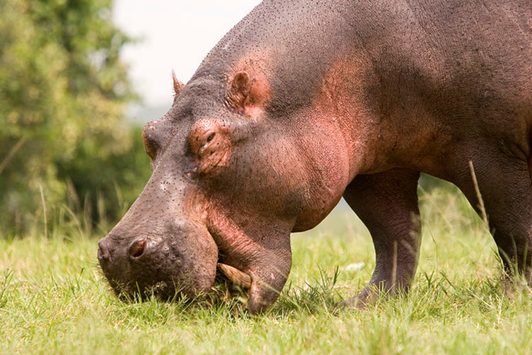 Hippopotamus Уганда бегемот
