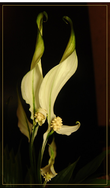 Танцующие (Spathiphyllum) цветы танец мареев нега