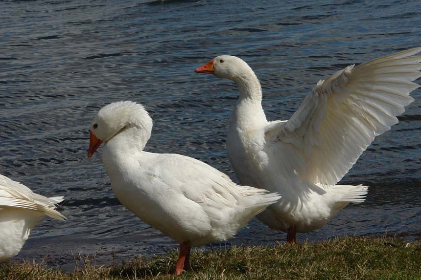 Пара 