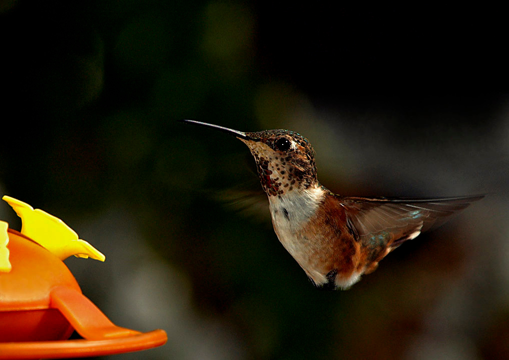 Колибри (Selasphorus sp.) Колибри, hummingbird