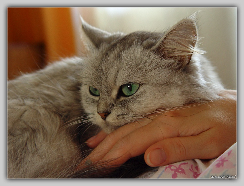 СОБАЧЬЯ ВЕРНОСТЬ, ГОВОРИТЕ?.. ДА ЧТО ВЫ, ЛЮДИ,  ЗНАЕТЕ О НАС, КОШКАХ... человек и кошка
