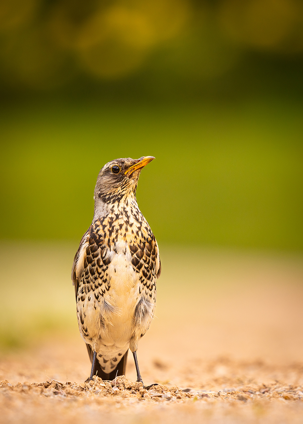 Fieldfare 