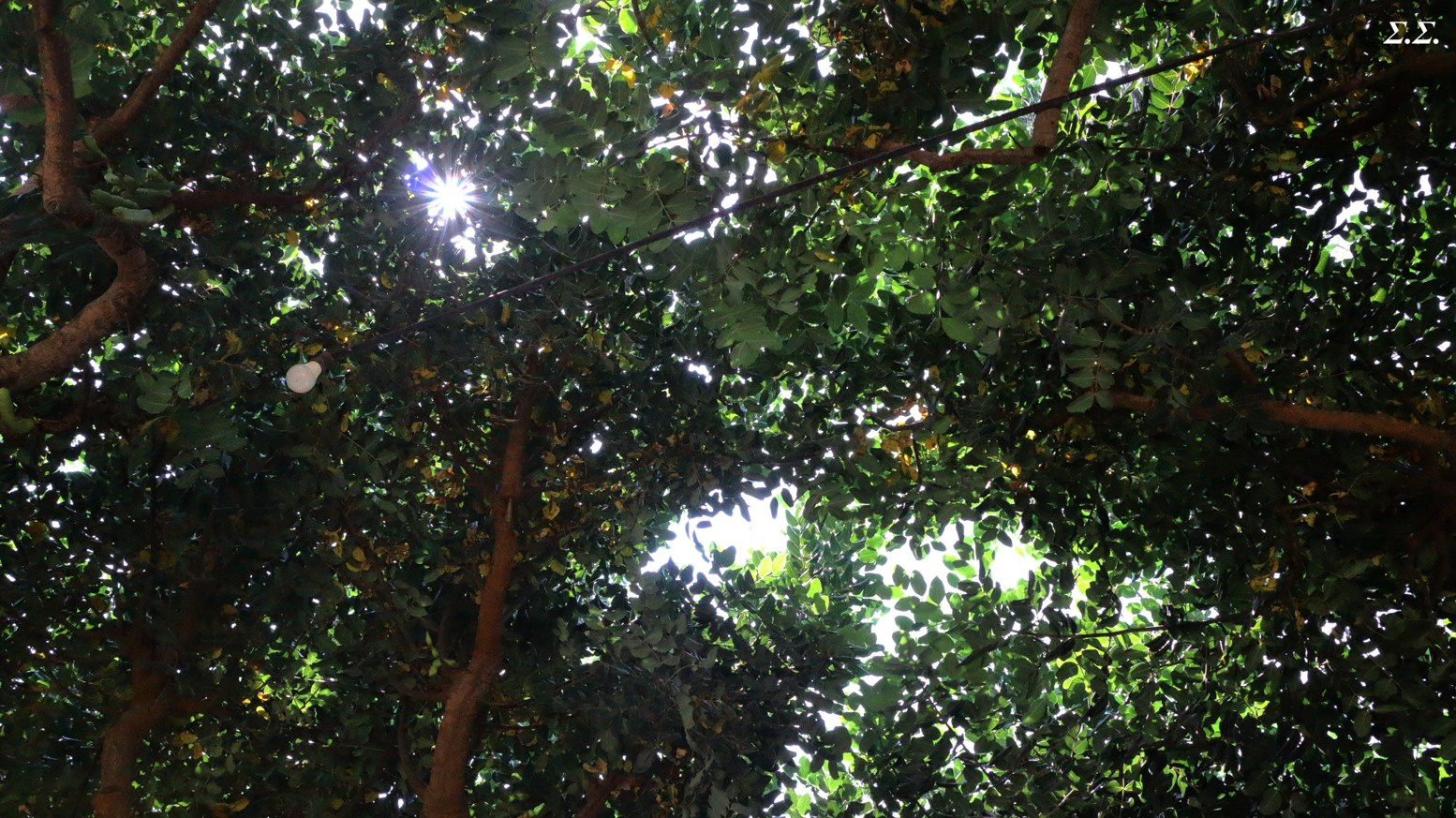UNDER THE MASSIVE LOCUST TREE 