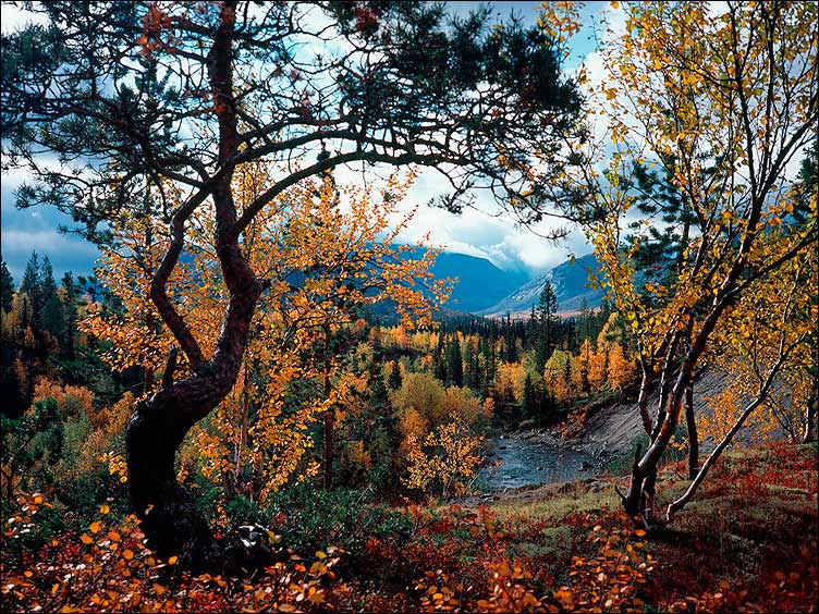 Кунийок (в стиле рокайль) Хибины, Кунийок, Петрелиус