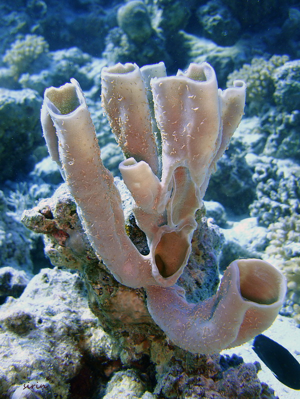 Мягкий коралл Хургада, Красное море, коралл