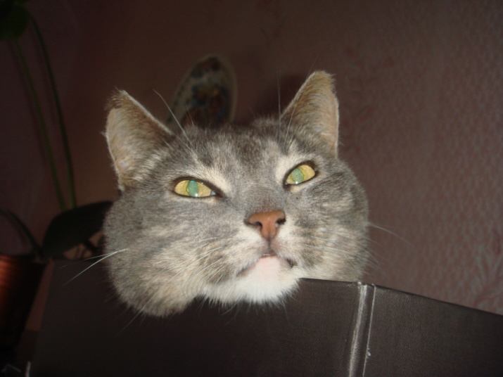 Чеширский кот Милагрес чеширский кот