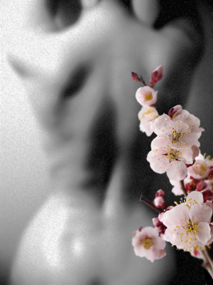Lady Sakura 