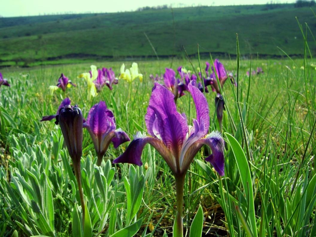Spring Field Украина, поля, природа, Україна