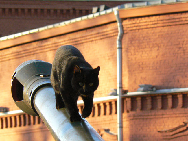 Трубочист кот