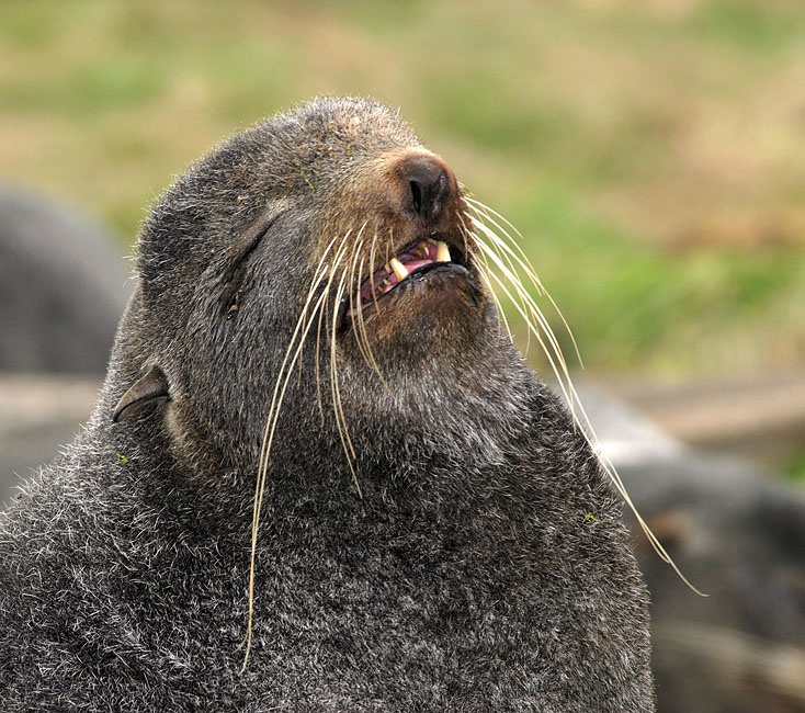 Дрема Северный морской котик, Callorhinus ursinus, Остров Св. Георгия, о-ва Прибылова, Northern Fur Seal, St. George Island, the Pribilofs, Bering Sea, Alaska