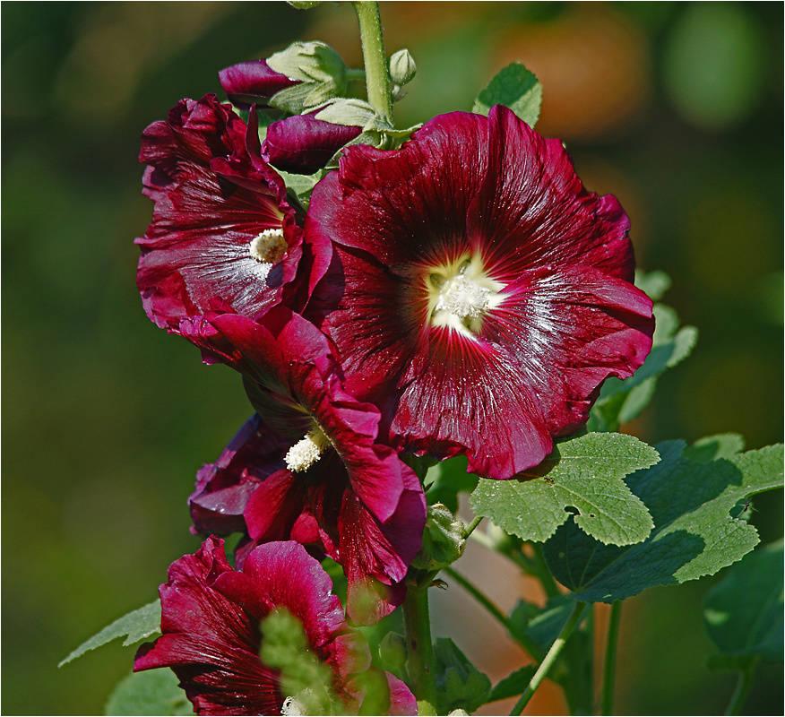 Alcea - Мальва или Шток-роза. Alcea Мальва Шток-роза растение цветок