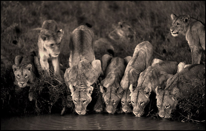 Thirst lions