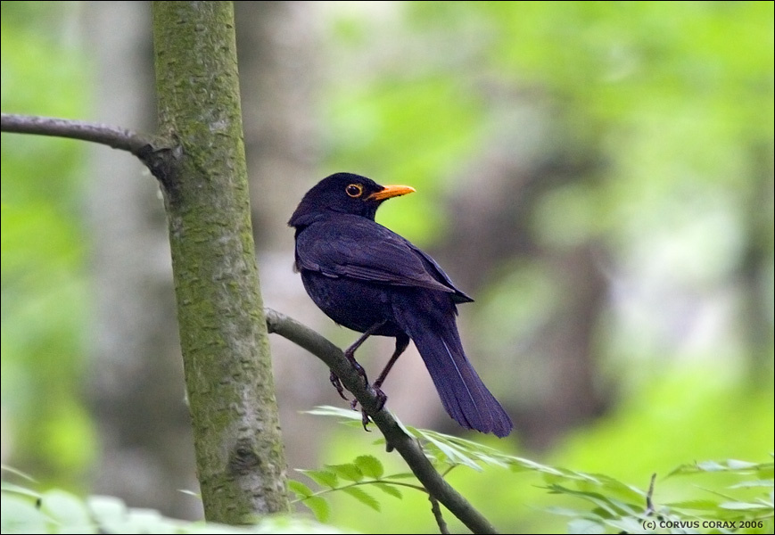 Чёрный дрозд Чёрный дрозд Turdus merula