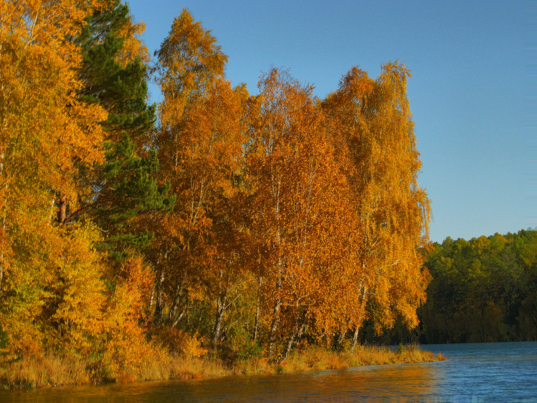 Березки осень, Baikal Animation studio