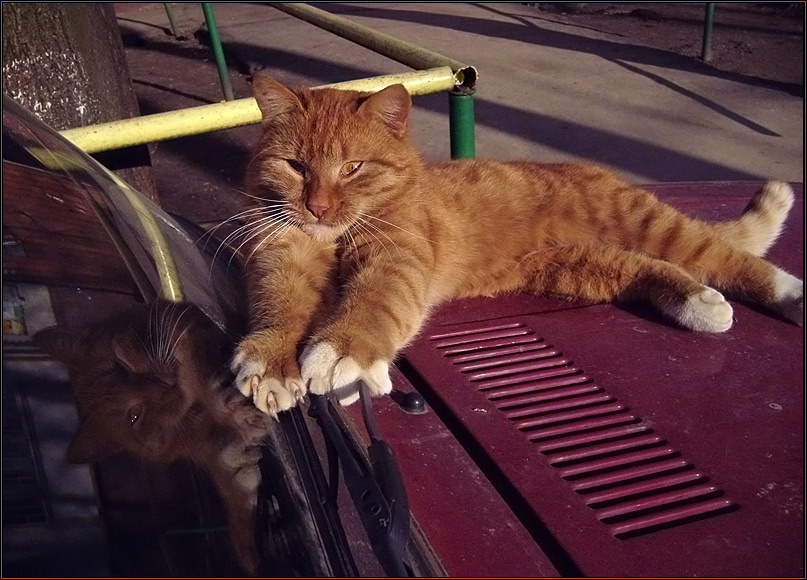 Рыжий дворник :)  РЫЖИЙ КОТ Х О Т и ЗОЛОТО