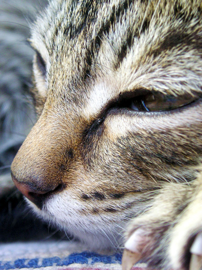 Котенок по имени Ежик кот ежик