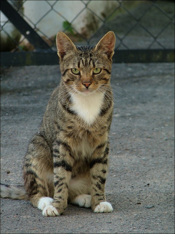 О котявке которая очень не хотела фотографироваться.. 