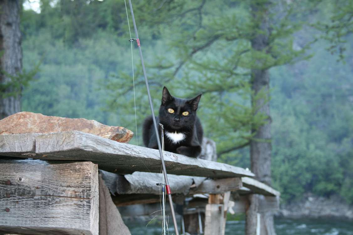 Кошка кошка горы харбей