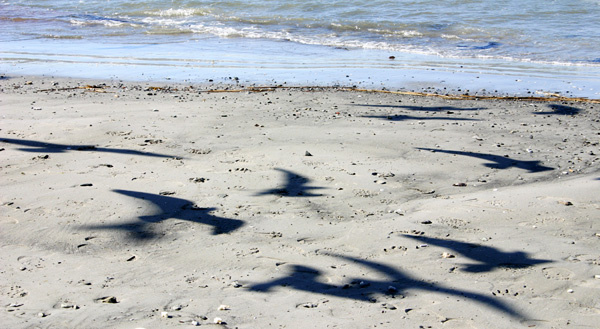 Shadows of the birds bird, shadow, sea