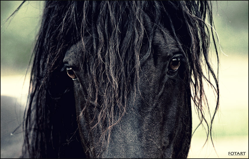 \\\\\"твои глаза. как два обмана...\\\\\" horse лошадь