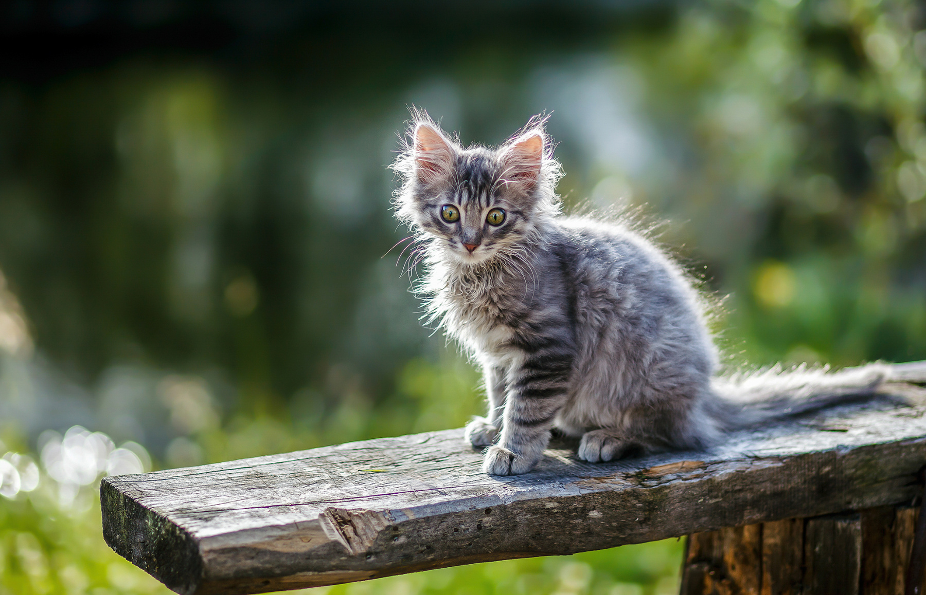 Кот Батон Ковдор Кольский
