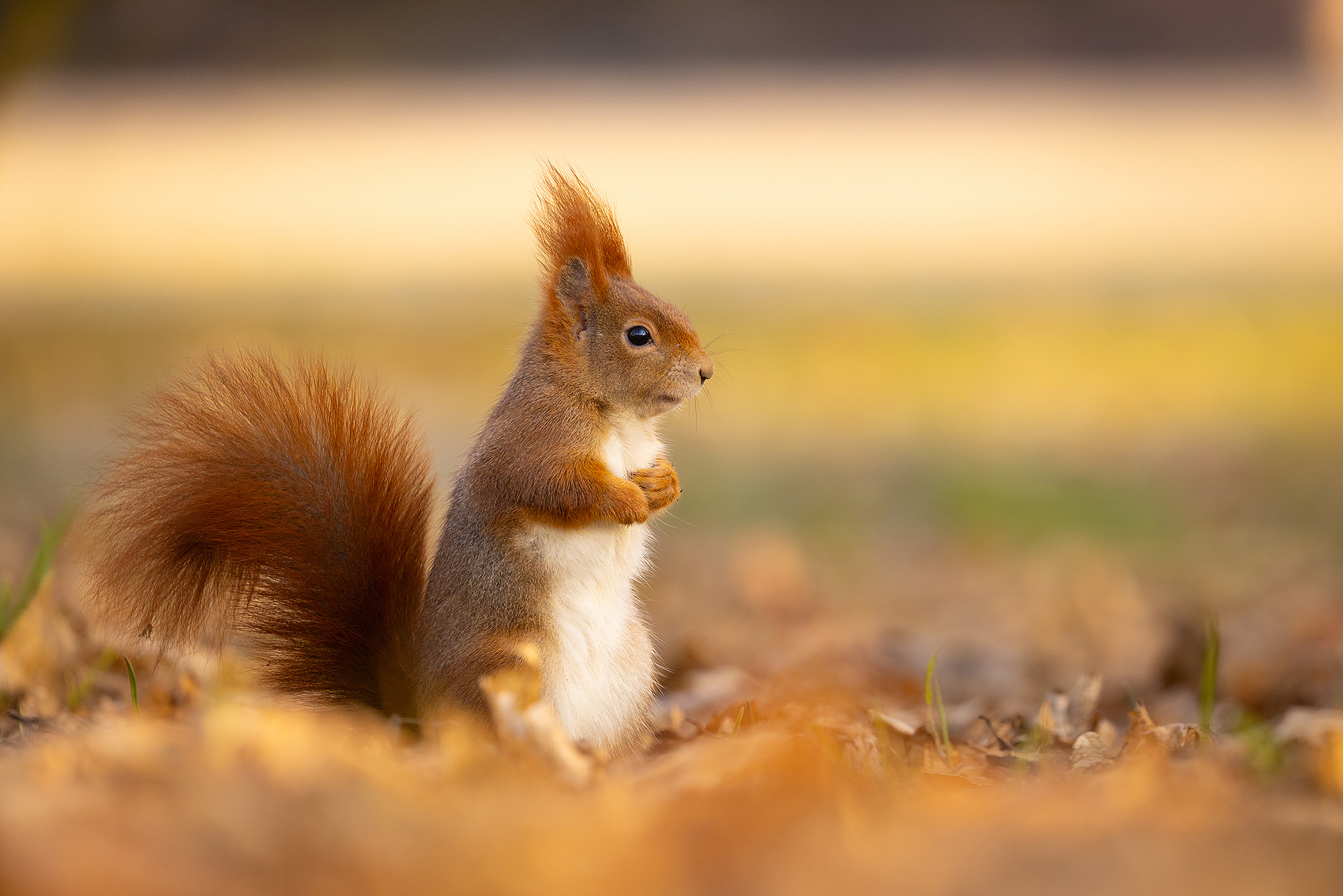 Squirrel 