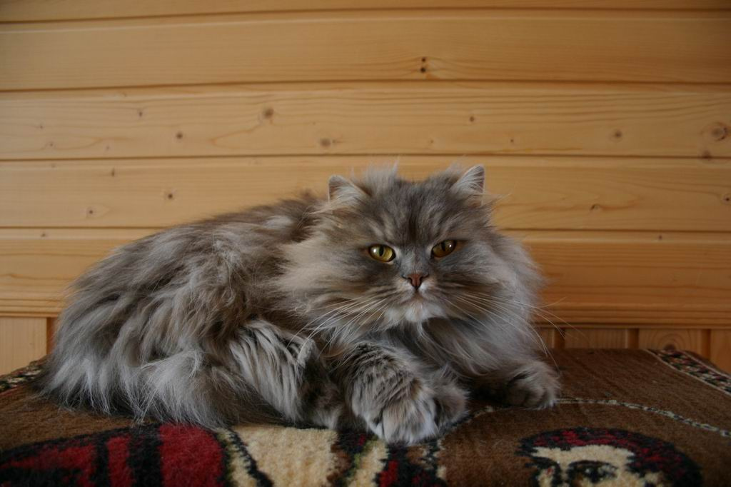 Котик 