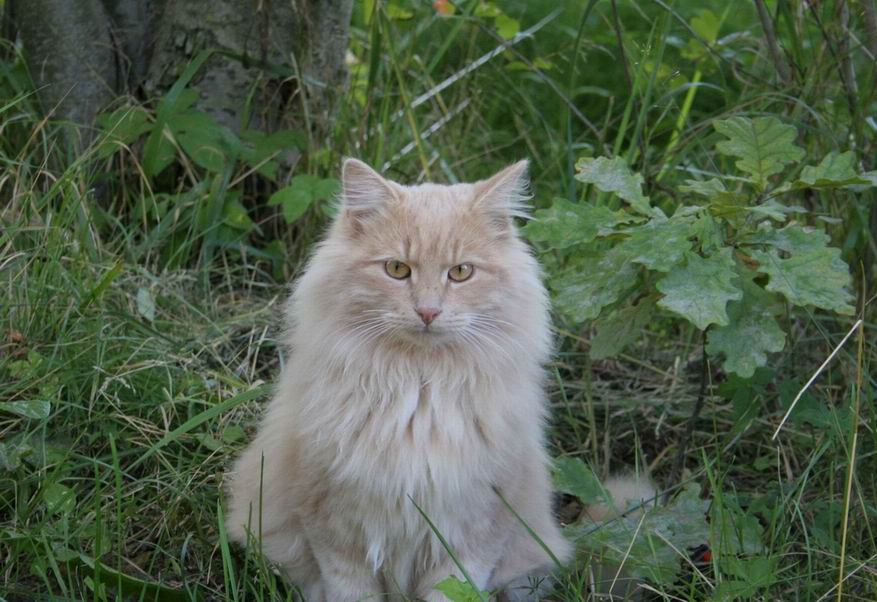 Принц дачный кот