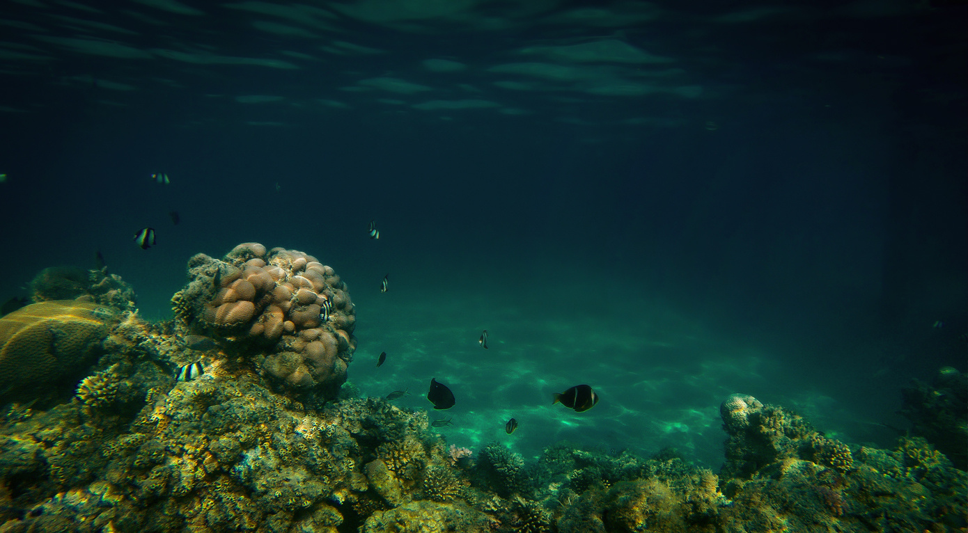 Подводный мир красного моря. Подводный мир