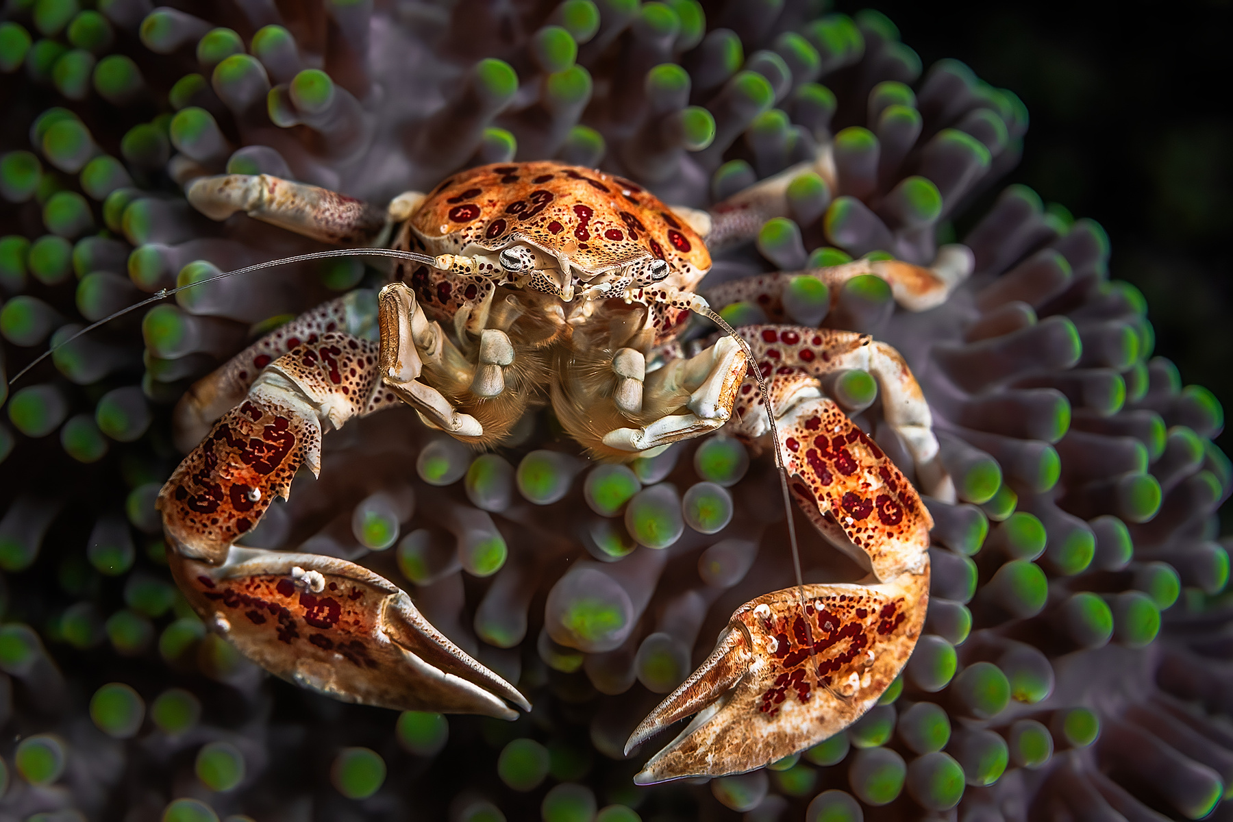 Фарфоровый краб Bunaken Indonesia Neopetrolisthes maculatus Бунакен Индонезия краб подводные фарфоровый