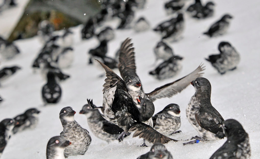Приемы вольной борьбы в общественном месте Конюга-крошка, Aethia pusilla, Least Auklet, St. George Island, the Pribilofs, Bering Sea, Alaska
