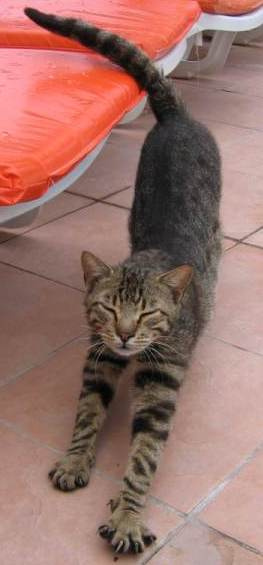 Турецкий Кошан 