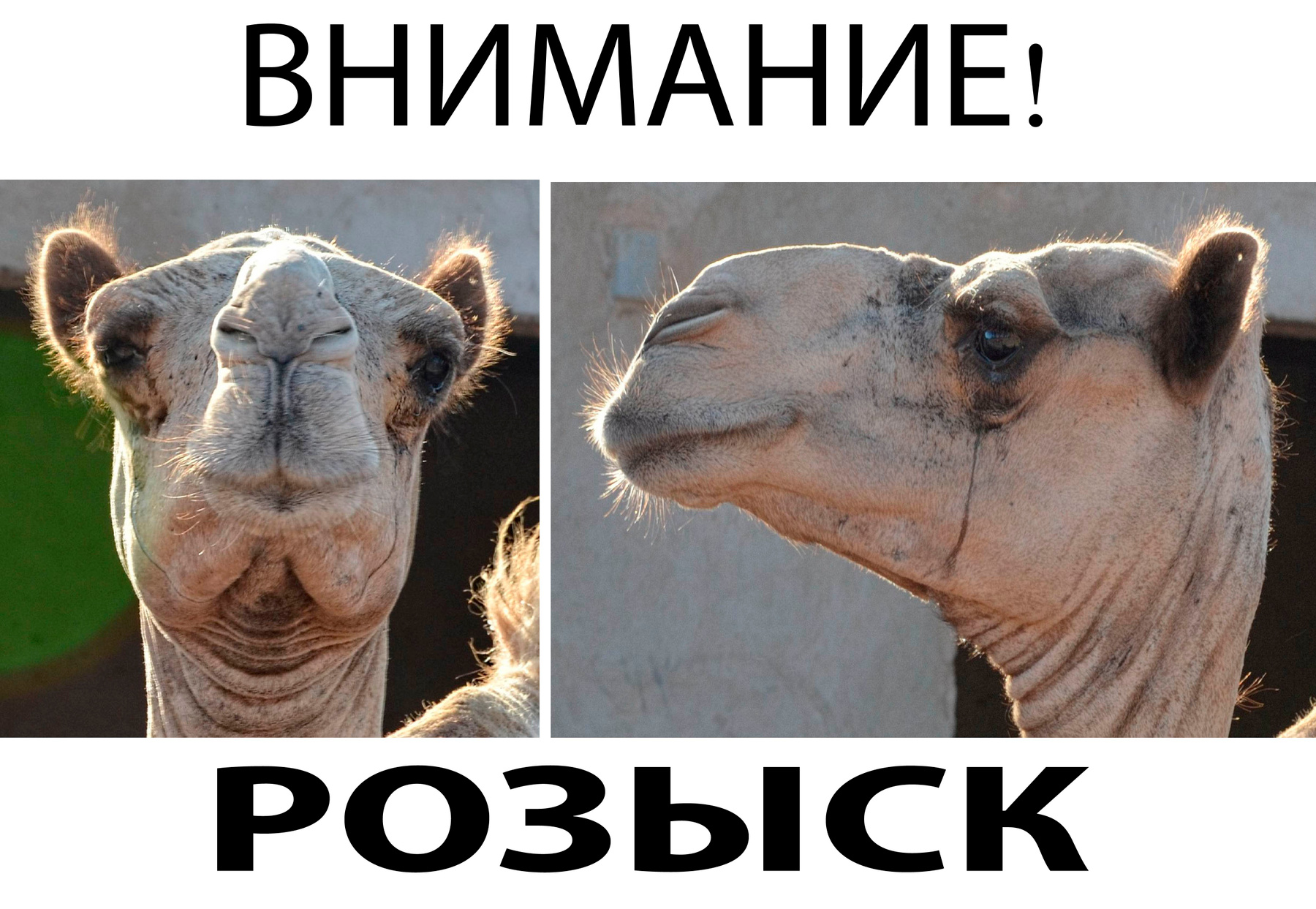 Внимание! Розыск! верблюд