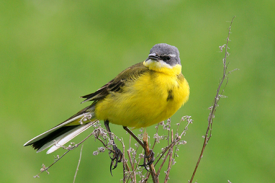 Motacilla flavia L. желтая трясогузка Motacilla flavia
